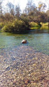 Fontane Bianche: limpide acque presso la radura