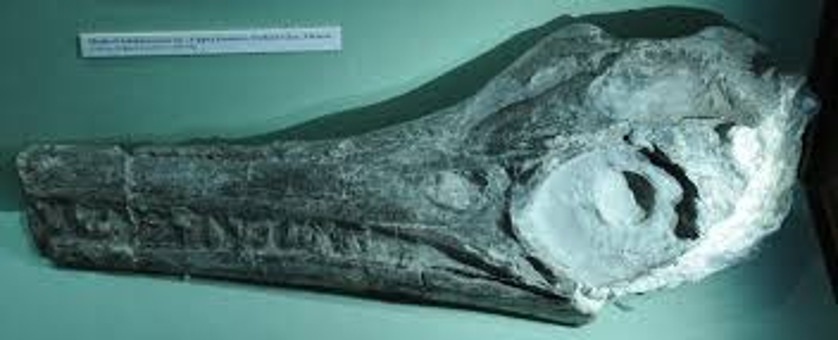 Questa immagine ha l'attributo alt vuoto; il nome del file è Immagine1.png